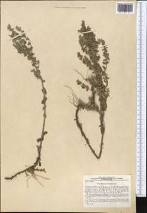 Teucrium scordium subsp. scordioides (Schreb.) Arcang., Middle Asia, Western Tian Shan & Karatau (M3) (Uzbekistan)