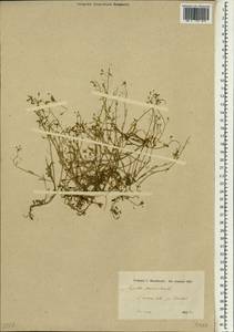 Hornungia procumbens (L.) Hayek, South Asia, South Asia (Asia outside ex-Soviet states and Mongolia) (ASIA) (Iran)