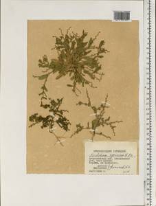 Euclidium syriacum (L.) W. T. Aiton, Eastern Europe, Lower Volga region (E9) (Russia)