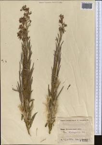 Chamaenerion angustifolium (L.) Scop., Middle Asia, Pamir & Pamiro-Alai (M2) (Tajikistan)
