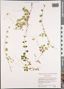 Linnaea borealis L., Siberia, Russian Far East (S6) (Russia)