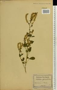 Melilotus officinalis (L.) Lam., Eastern Europe, South Ukrainian region (E12) (Ukraine)