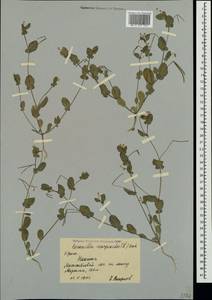 Coronilla scorpioides (L.)Koch, Crimea (KRYM) (Russia)