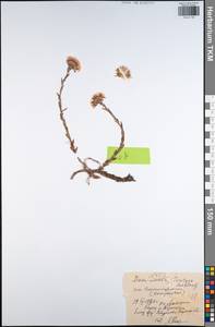 Tussilago farfara L., Eastern Europe, Central region (E4) (Russia)