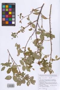 Rosa acicularis Lindl., Eastern Europe, Lower Volga region (E9) (Russia)