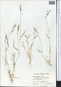 Brachypodium distachyon (L.) P.Beauv., Middle Asia, Kopet Dag, Badkhyz, Small & Great Balkhan (M1) (Turkmenistan)