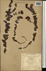 Cerinthe minor L., Caucasus, Georgia (K4) (Georgia)