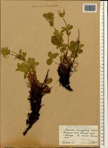 Potentilla brachypetala Fisch. & C. A. Mey. ex Lehm., Caucasus, Abkhazia (K4a) (Abkhazia)