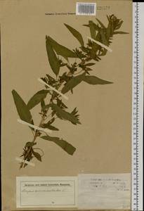 Axyris amaranthoides L., Siberia (no precise locality) (S0) (Russia)