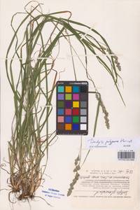 Dactylis glomerata subsp. lobata (Drejer) H.Lindb., Eastern Europe, Central forest-and-steppe region (E6) (Russia)