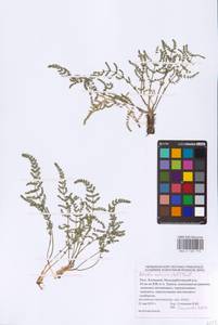 Palimbia rediviva (Pall.) Thell., Eastern Europe, Lower Volga region (E9) (Russia)