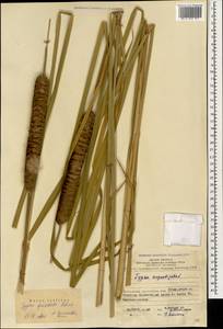 Typha angustifolia L., Caucasus, Azerbaijan (K6) (Azerbaijan)