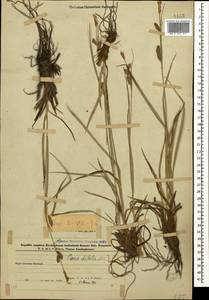 Carex diluta M.Bieb., Caucasus, Azerbaijan (K6) (Azerbaijan)