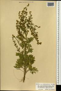 Artemisia sieversiana Ehrh. ex Willd., Mongolia (MONG) (Mongolia)