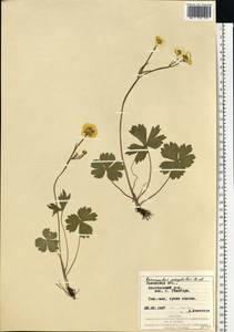 Ranunculus breyninus Crantz, Eastern Europe, West Ukrainian region (E13) (Ukraine)