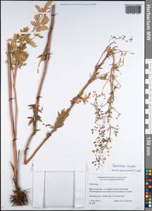 Thalictrum simplex L., Siberia, Baikal & Transbaikal region (S4) (Russia)
