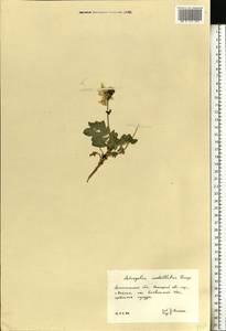 Astragalus umbellatus Bunge, Eastern Europe, Northern region (E1) (Russia)