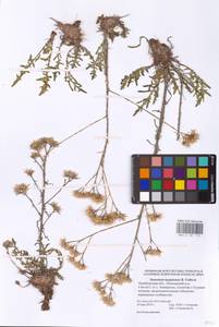 Saussurea turgaiensis B. Fedtsch., Eastern Europe, Eastern region (E10) (Russia)