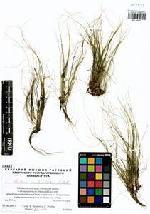 Eleocharis acicularis (L.) Roem. & Schult., Siberia, Baikal & Transbaikal region (S4) (Russia)