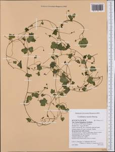 Cymbalaria muralis P. Gaertn., B. Mey. & Scherb., Western Europe (EUR) (United Kingdom)