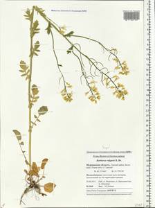 Barbarea vulgaris W. T. Aiton, Eastern Europe, Northern region (E1) (Russia)