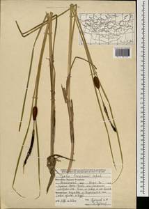 Typha laxmannii Lepech., Mongolia (MONG) (Mongolia)