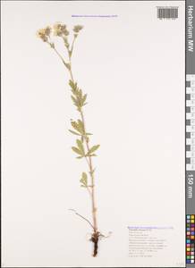Potentilla recta subsp. obscura (Willd.) Arcang., Caucasus, Black Sea Shore (from Novorossiysk to Adler) (K3) (Russia)