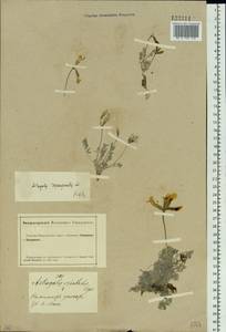 Astragalus depauperatus Ledeb., Siberia, Altai & Sayany Mountains (S2) (Russia)