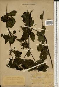 Cornus alba L., Eastern Europe, Eastern region (E10) (Russia)