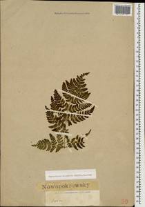 Dryopteris dilatata subsp. dilatata, Caucasus, Georgia (K4) (Georgia)
