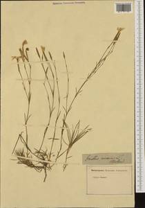 Dianthus arenarius L., Eastern Europe, Latvia (E2b) (Latvia)