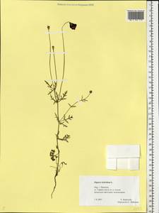 Roemeria sicula (Guss.) Galasso, Banfi, L. Sáez & Bartolucci, Eastern Europe, Central forest region (E5) (Russia)