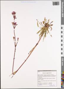 Viscaria vulgaris Röhl., Eastern Europe, Belarus (E3a) (Belarus)