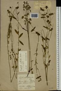 Euphorbia saratoi Ardoino, Eastern Europe, Central forest-and-steppe region (E6) (Russia)