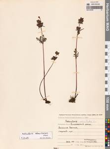 Pedicularis chamissonis Steven, Siberia, Chukotka & Kamchatka (S7) (Russia)