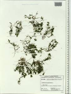 Callitriche hermaphroditica subsp. hermaphroditica, Siberia, Central Siberia (S3) (Russia)