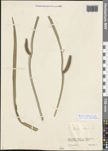 Acorus calamus L., Siberia, Altai & Sayany Mountains (S2) (Russia)