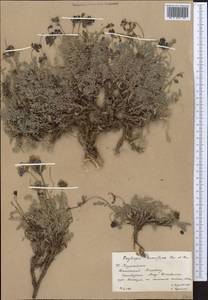 Oxytropis humifusa Kar. & Kir., Middle Asia, Western Tian Shan & Karatau (M3) (Kazakhstan)