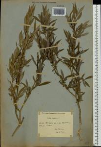 Salix purpurea, Eastern Europe, Eastern region (E10) (Russia)