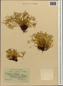 Sedum gracile C. A. Mey., Caucasus, Stavropol Krai, Karachay-Cherkessia & Kabardino-Balkaria (K1b) (Russia)