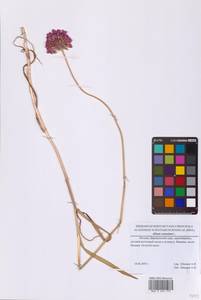 Allium rotundum L., Eastern Europe, Moscow region (E4a) (Russia)