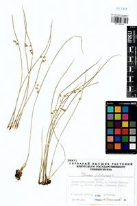 Juncus filiformis L., Siberia, Baikal & Transbaikal region (S4) (Russia)