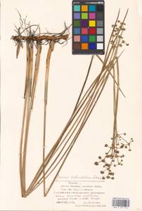Juncus subnodulosus Schrank, Eastern Europe, Estonia (E2c) (Estonia)