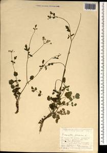 Pimpinella peregrina L., South Asia, South Asia (Asia outside ex-Soviet states and Mongolia) (ASIA) (Turkey)