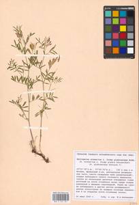 Astragalus arenarius L., Eastern Europe, Moscow region (E4a) (Russia)