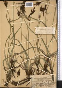 Carex orbicularis Boott, Middle Asia, Western Tian Shan & Karatau (M3) (Kazakhstan)