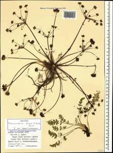 Chamaesciadium acaule (M. Bieb.) Boiss., Caucasus, North Ossetia, Ingushetia & Chechnya (K1c) (Russia)