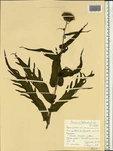 Cirsium × helenioides (L.) Hill, Eastern Europe, Northern region (E1) (Russia)