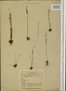 Micranthes foliolosa (R.Br.) Gornall, Eastern Europe, Northern region (E1) (Russia)