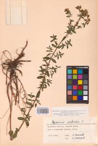 Hypericum perforatum L., Eastern Europe, Central forest-and-steppe region (E6) (Russia)